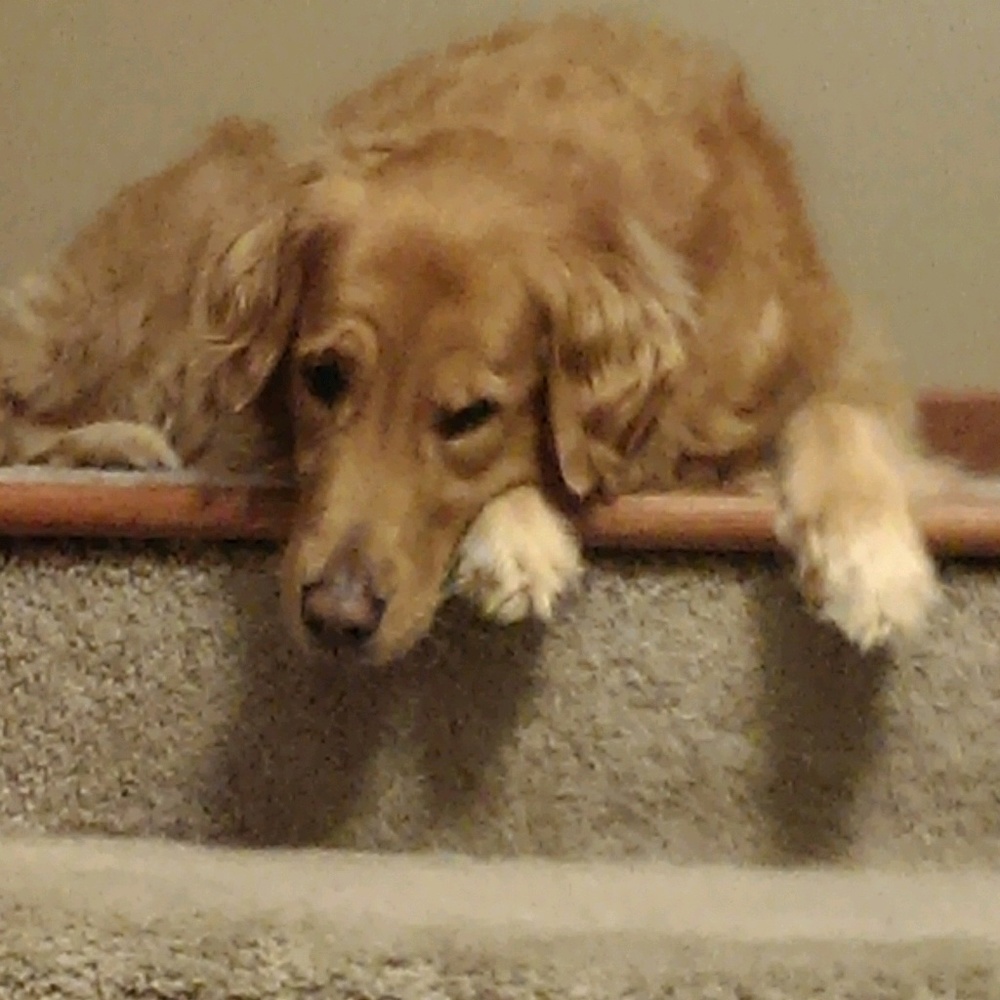 Meet your Posher, Joni